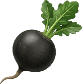Radis noir